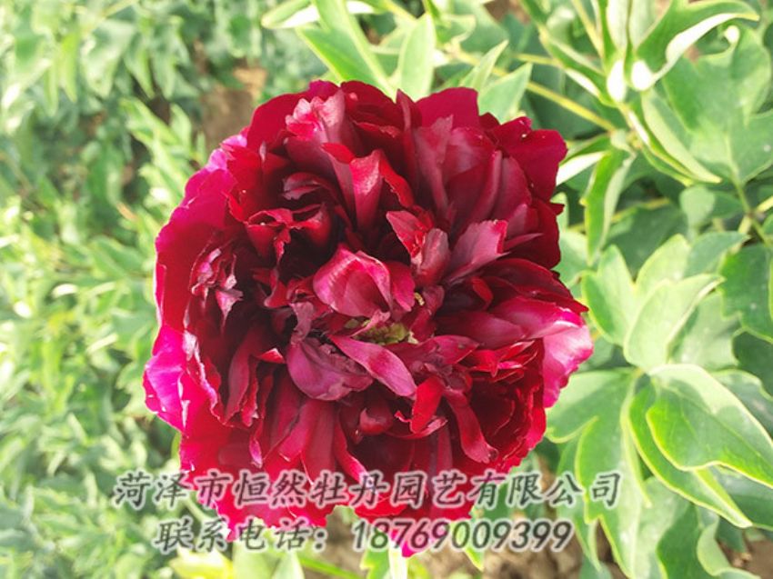 點擊查看詳細信息<br>標題：紅色牡丹 閱讀次數(shù)：1124