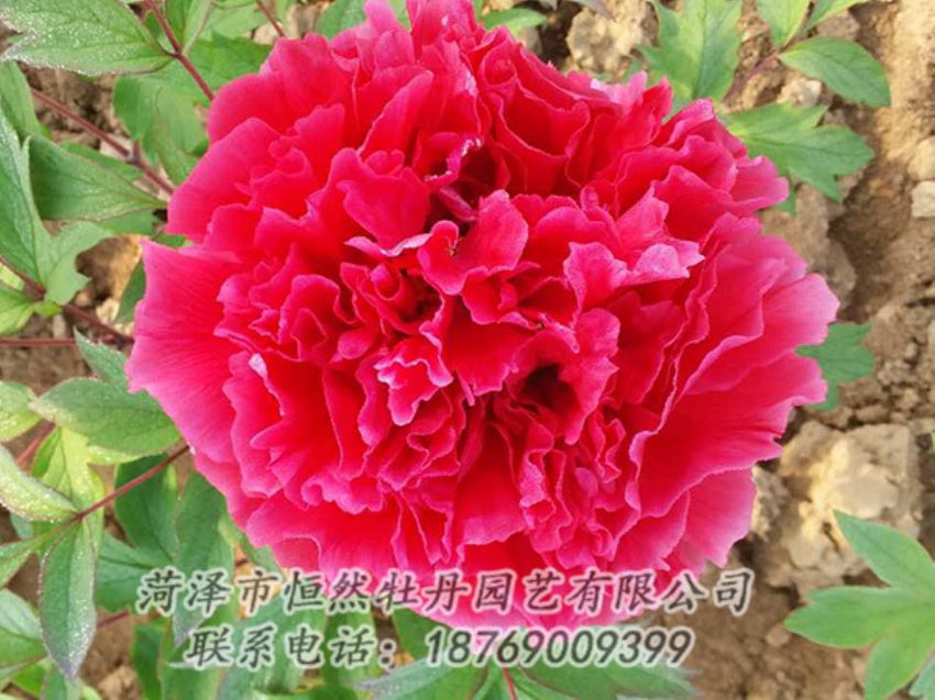 點擊查看詳細信息<br>標題：紅色牡丹 閱讀次數(shù)：1247