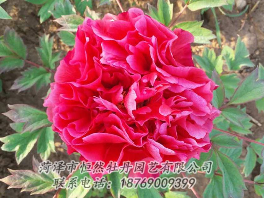 點(diǎn)擊查看詳細(xì)信息<br>標(biāo)題：紅色牡丹 閱讀次數(shù)：1903