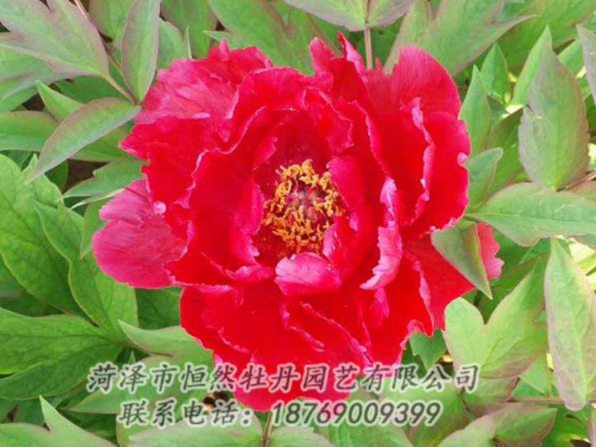 點擊查看詳細信息<br>標題：紅色牡丹 閱讀次數(shù)：1280