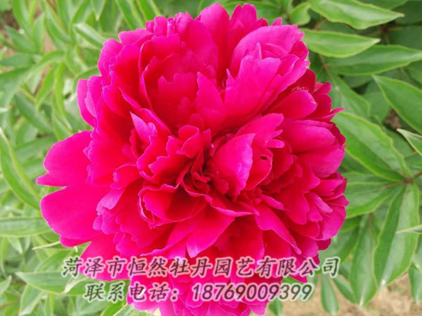 點擊查看詳細信息<br>標(biāo)題：紅色芍藥 閱讀次數(shù)：1127