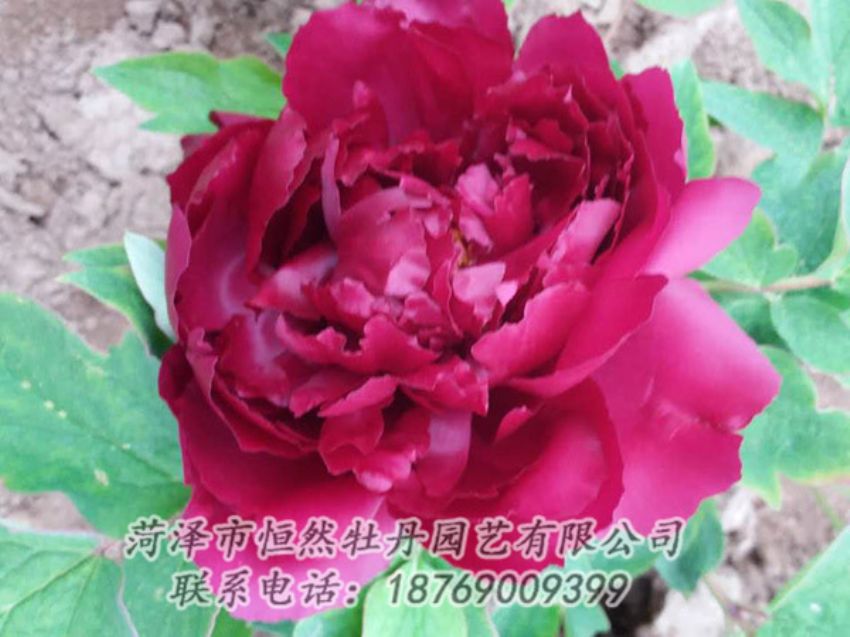 點擊查看詳細信息<br>標題：紅色牡丹 閱讀次數：1476