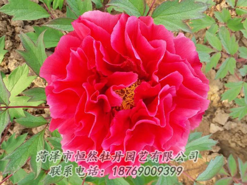 點擊查看詳細信息<br>標題：紅色牡丹 閱讀次數：1293