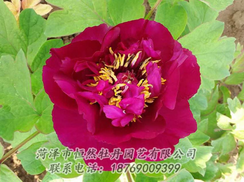 點(diǎn)擊查看詳細(xì)信息<br>標(biāo)題：紅色牡丹 閱讀次數(shù)：1870