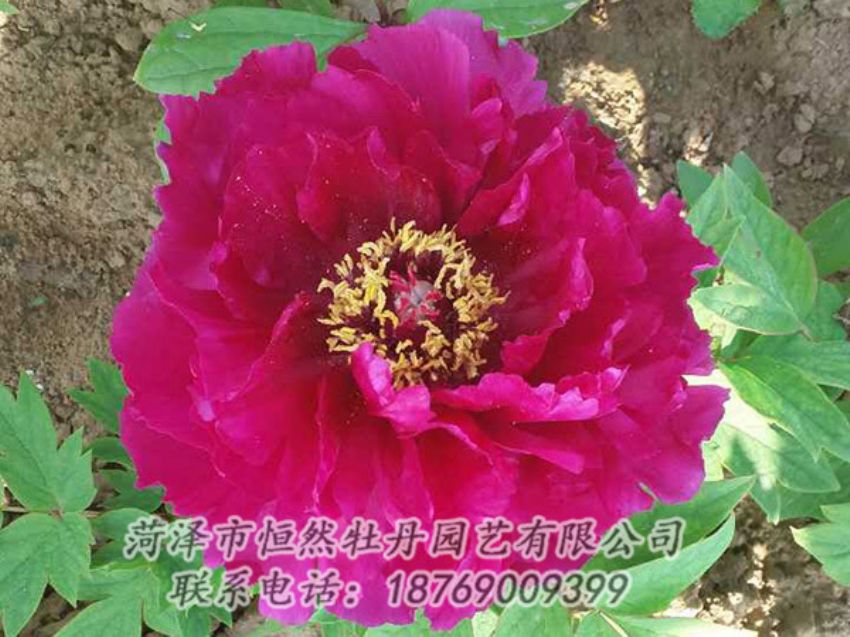 點擊查看詳細信息<br>標題：紅色牡丹 閱讀次數：1388