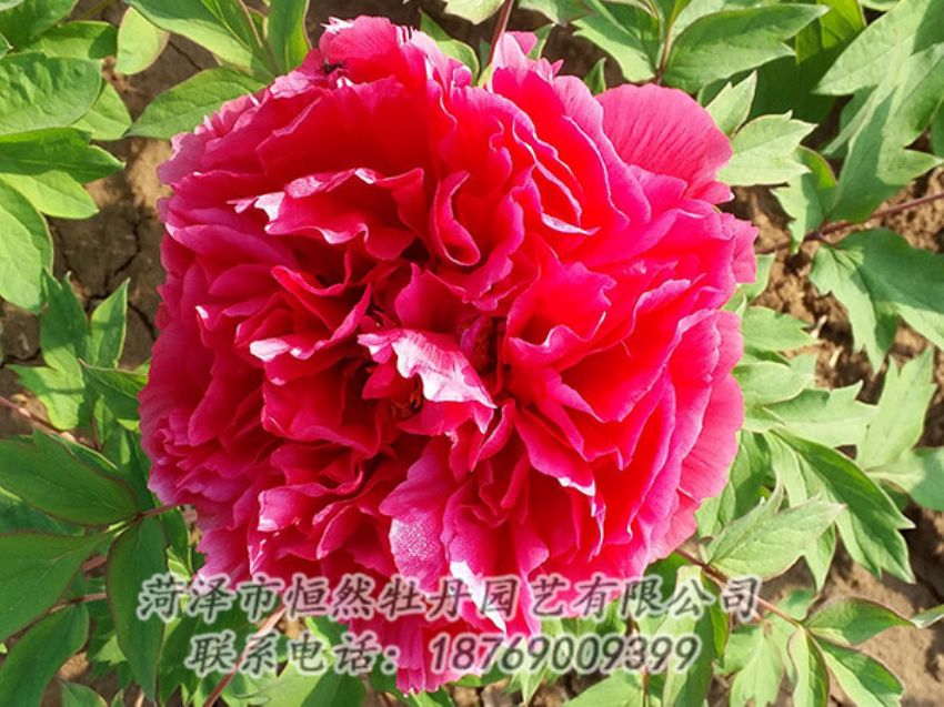 點擊查看詳細信息<br>標題：紅色牡丹 閱讀次數：1440