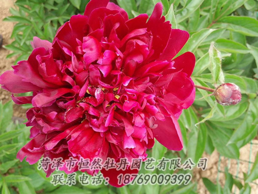 點擊查看詳細信息<br>標(biāo)題：紅色芍藥 閱讀次數(shù)：1155