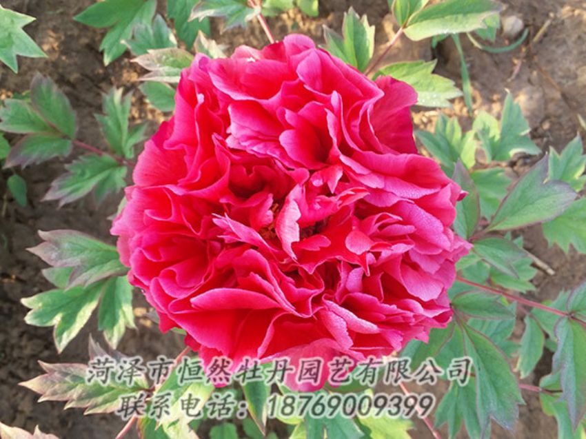 點擊查看詳細信息<br>標題：紅色牡丹 閱讀次數：1421