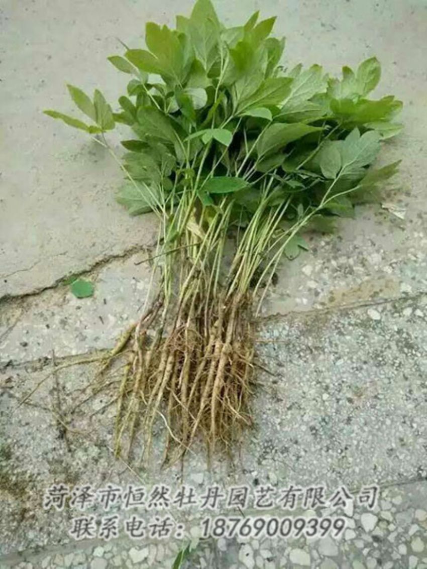 點(diǎn)擊查看詳細(xì)信息<br>標(biāo)題：牡丹苗 閱讀次數(shù)：1310