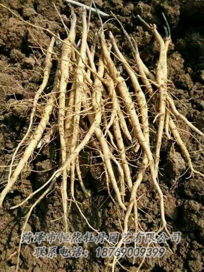 點(diǎn)擊查看詳細(xì)信息<br>標(biāo)題：牡丹苗 閱讀次數(shù)：1330