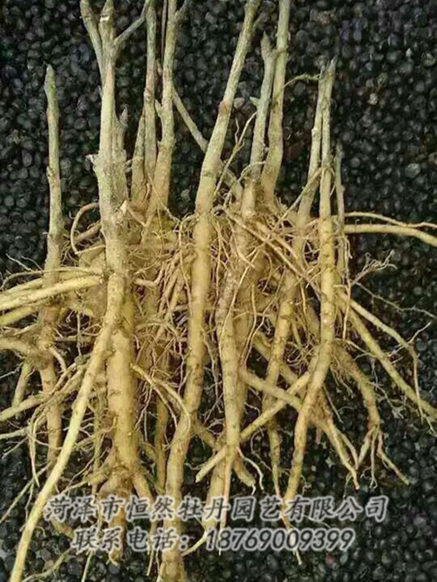 點(diǎn)擊查看詳細(xì)信息<br>標(biāo)題：牡丹苗 閱讀次數(shù)：1286