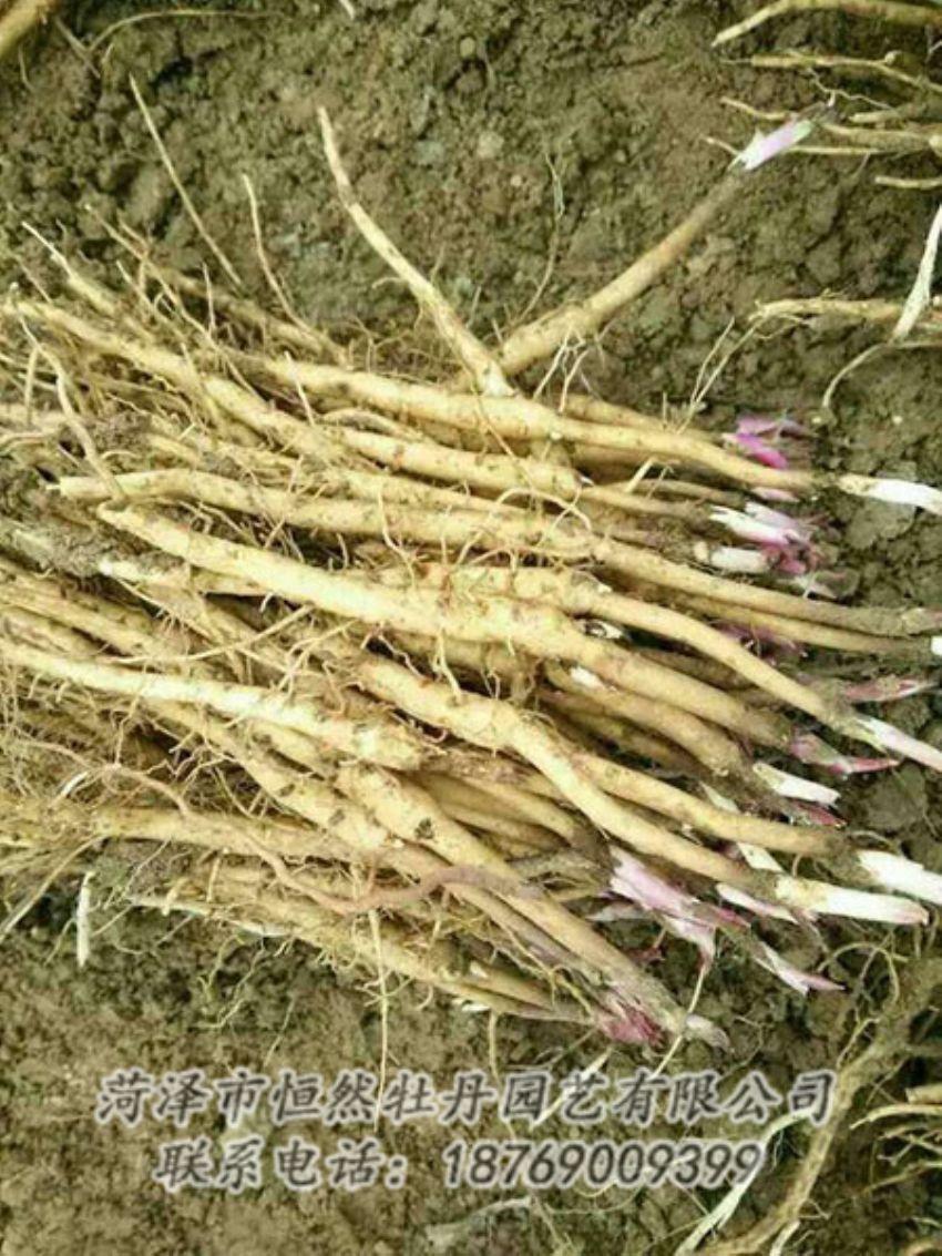 點(diǎn)擊查看詳細(xì)信息<br>標(biāo)題：牡丹苗 閱讀次數(shù)：1363