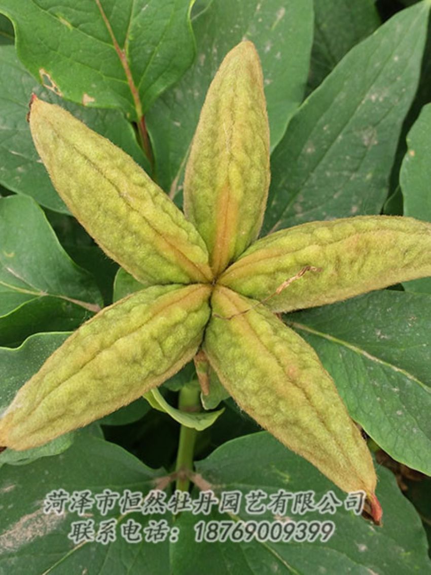 點(diǎn)擊查看詳細(xì)信息<br>標(biāo)題：油用牡丹 閱讀次數(shù)：1408