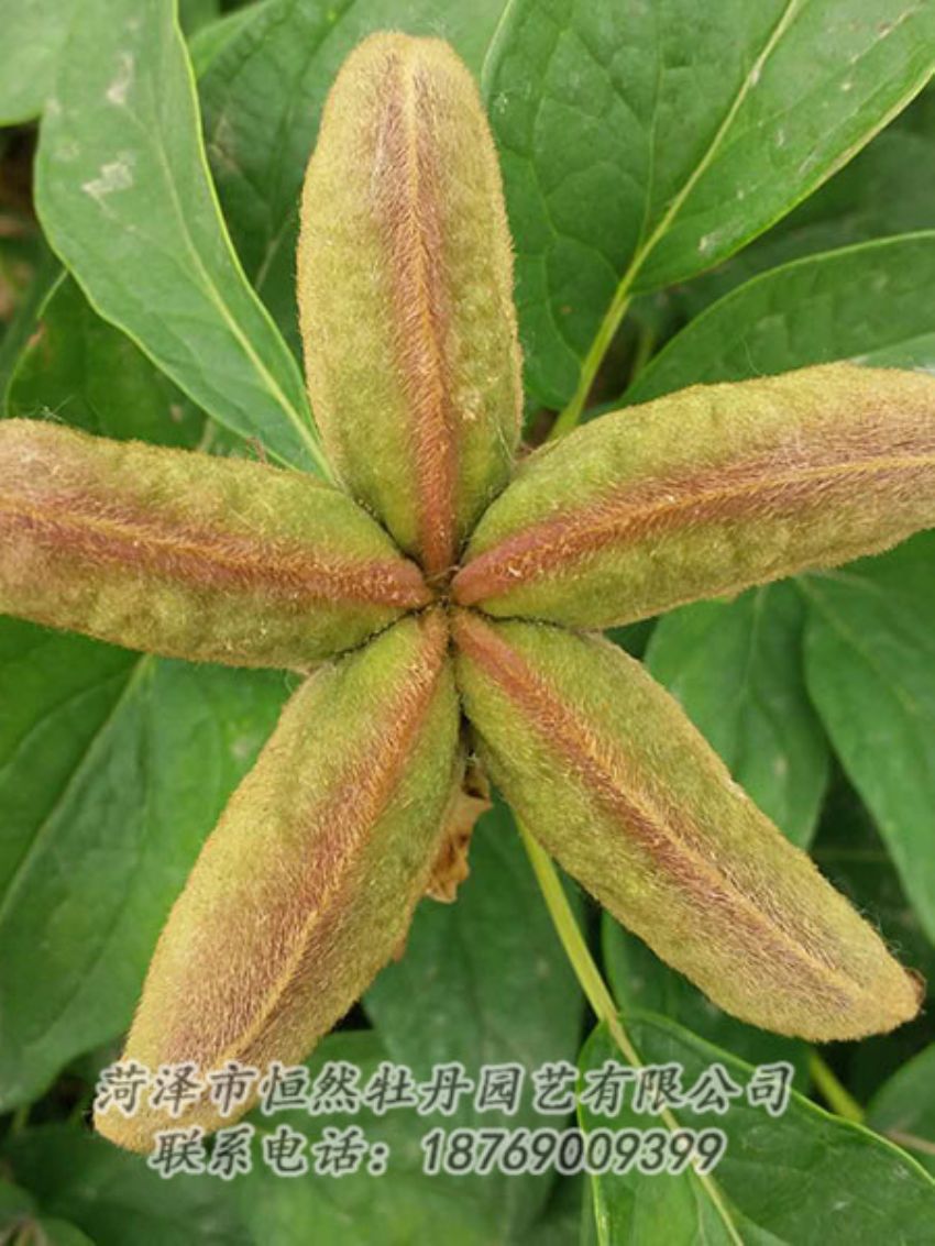 點(diǎn)擊查看詳細(xì)信息<br>標(biāo)題：油用牡丹 閱讀次數(shù)：1362