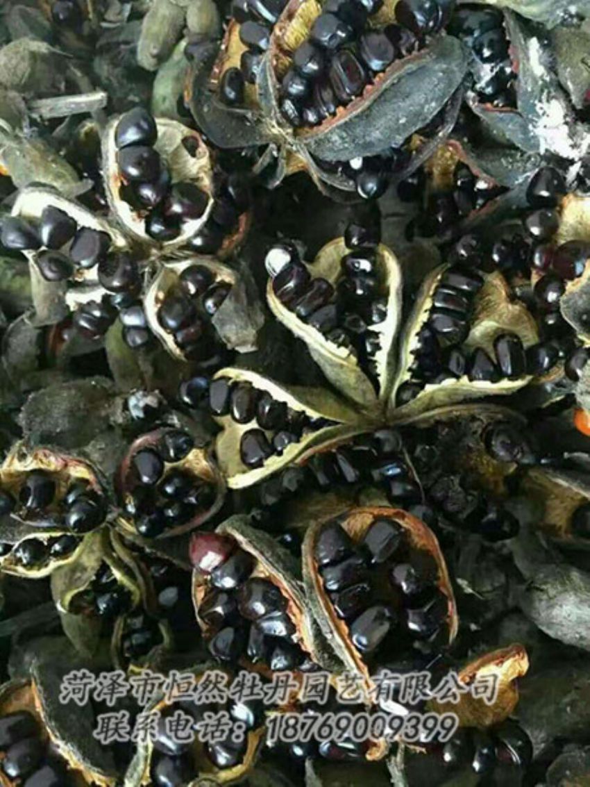 點(diǎn)擊查看詳細(xì)信息<br>標(biāo)題：油用牡丹 閱讀次數(shù)：1399