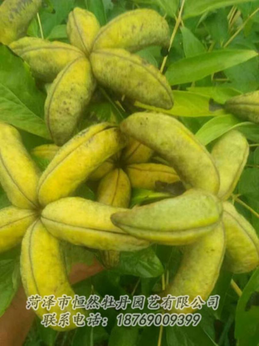 點(diǎn)擊查看詳細(xì)信息<br>標(biāo)題：油用牡丹 閱讀次數(shù)：1393