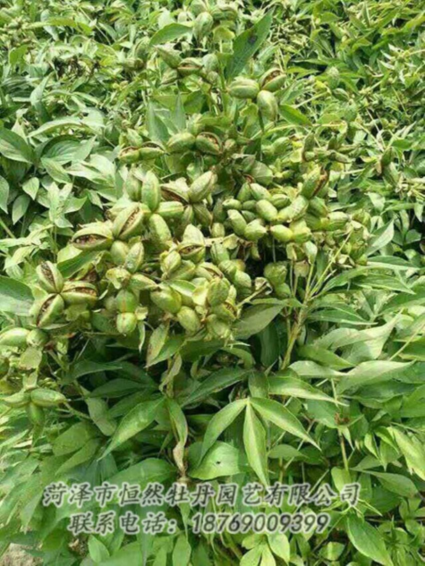 點(diǎn)擊查看詳細(xì)信息<br>標(biāo)題：油用牡丹 閱讀次數(shù)：1344