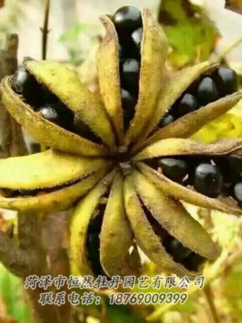 點(diǎn)擊查看詳細(xì)信息<br>標(biāo)題：油用牡丹 閱讀次數(shù)：1327