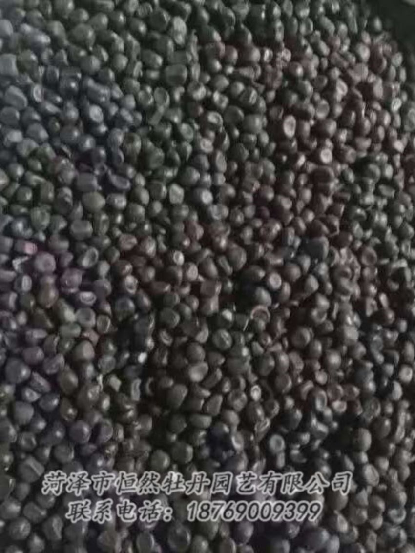 點擊查看詳細(xì)信息<br>標(biāo)題：油用牡丹 閱讀次數(shù)：1319