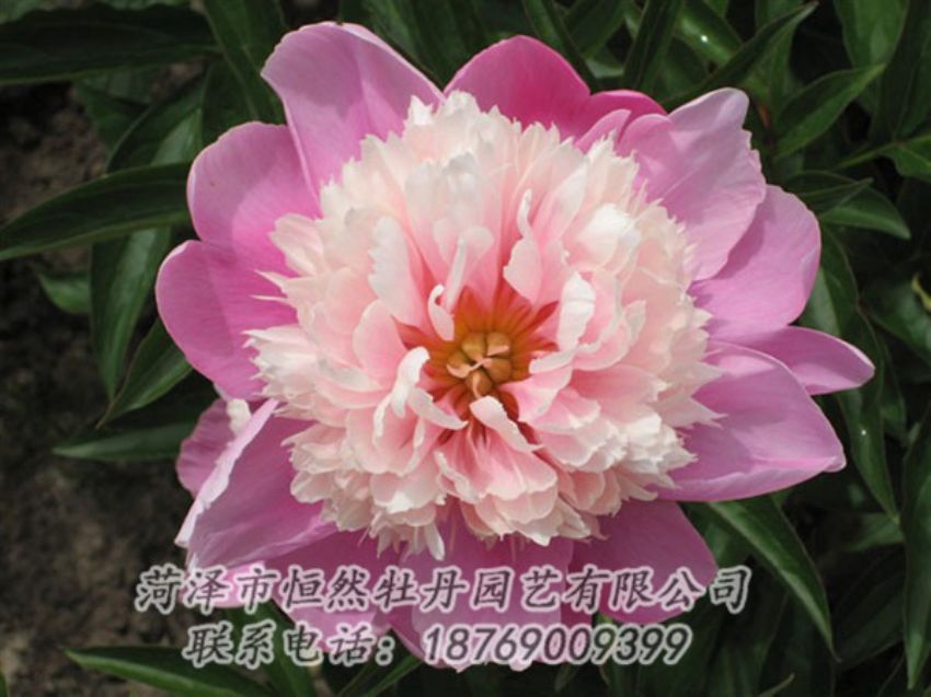 點(diǎn)擊查看詳細(xì)信息<br>標(biāo)題：蓮花臺(tái) 閱讀次數(shù)：2033