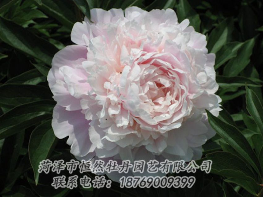 點擊查看詳細(xì)信息<br>標(biāo)題：遲粉 閱讀次數(shù)：1365