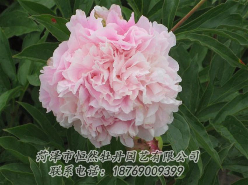 點擊查看詳細(xì)信息<br>標(biāo)題：粉面桃花 閱讀次數(shù)：1444