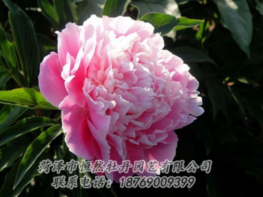 點(diǎn)擊查看詳細(xì)信息<br>標(biāo)題：粉色芍藥 閱讀次數(shù)：2059