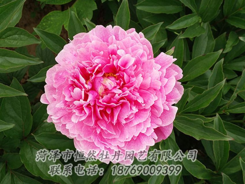 點擊查看詳細(xì)信息<br>標(biāo)題：粉色芍藥 閱讀次數(shù)：1326