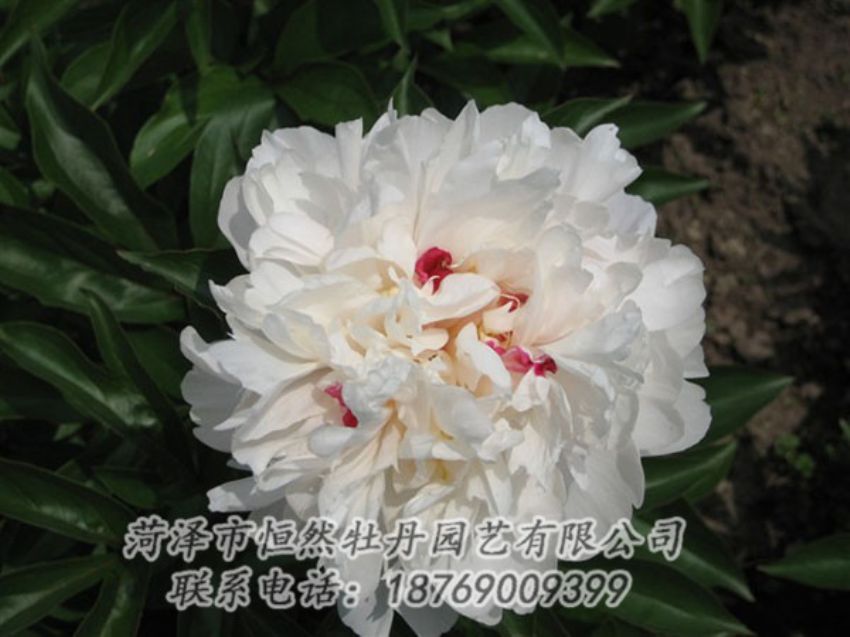 點(diǎn)擊查看詳細(xì)信息<br>標(biāo)題：雪原紅星 閱讀次數(shù)：1575