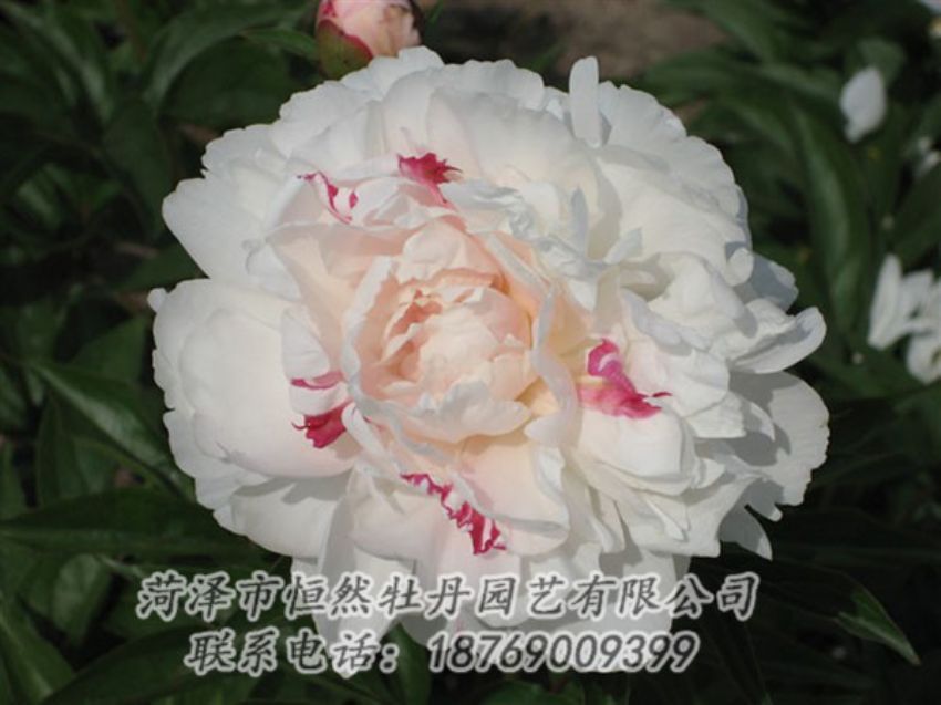 點(diǎn)擊查看詳細(xì)信息<br>標(biāo)題：五花龍玉 閱讀次數(shù)：1337