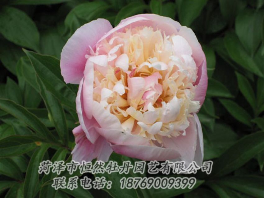 點(diǎn)擊查看詳細(xì)信息<br>標(biāo)題：湖光山色 閱讀次數(shù)：1371