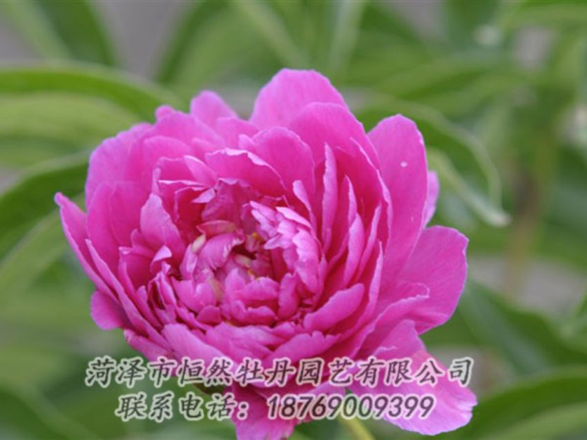 點擊查看詳細(xì)信息<br>標(biāo)題：紅茶花 閱讀次數(shù)：1125