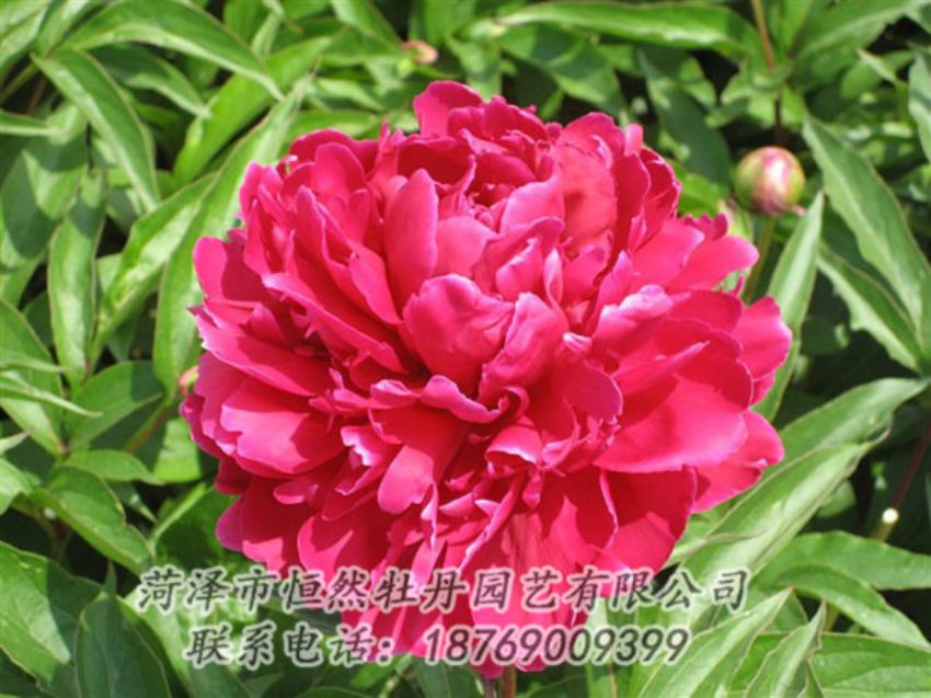 點擊查看詳細(xì)信息<br>標(biāo)題：國紅 閱讀次數(shù)：1110