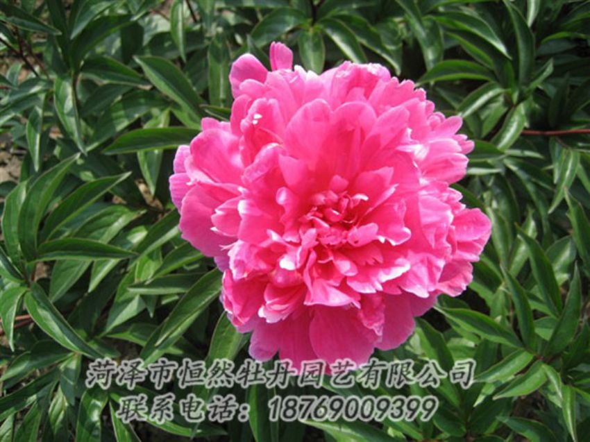 點擊查看詳細(xì)信息<br>標(biāo)題：富貴紅 閱讀次數(shù)：1095