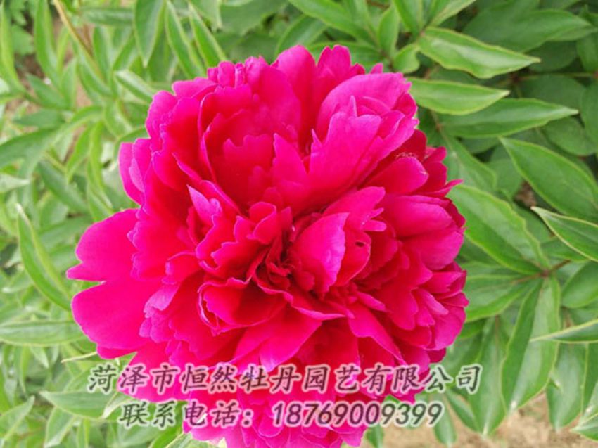 點擊查看詳細(xì)信息<br>標(biāo)題：紅色芍藥 閱讀次數(shù)：1127