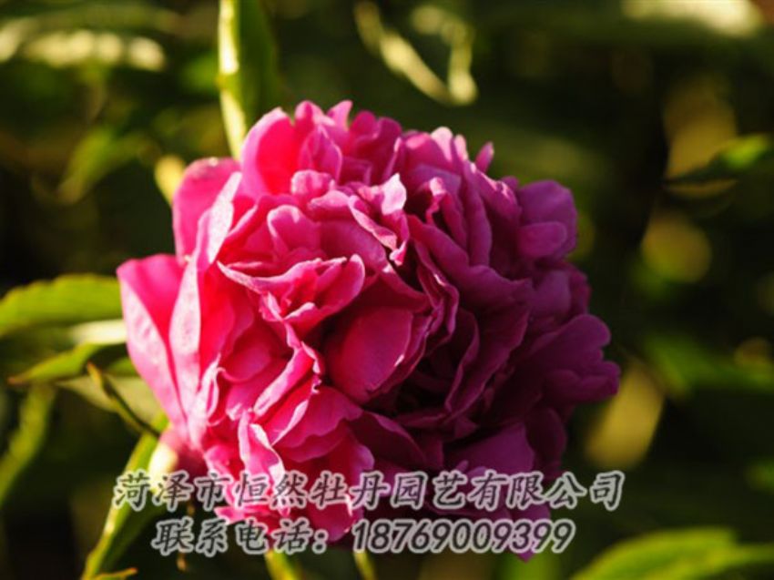 點(diǎn)擊查看詳細(xì)信息<br>標(biāo)題：紫鳳朝陽(yáng) 閱讀次數(shù)：1373