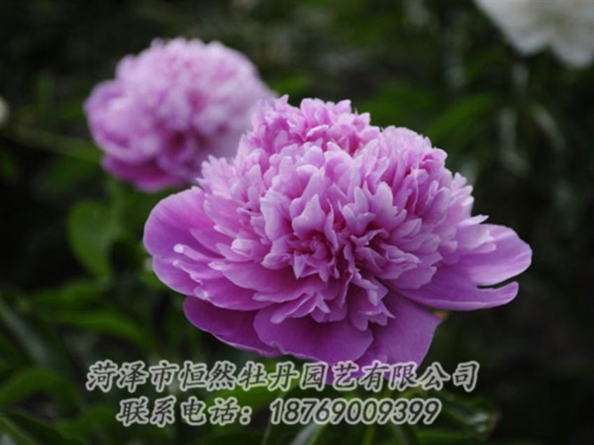 點(diǎn)擊查看詳細(xì)信息<br>標(biāo)題：紫色芍藥 閱讀次數(shù)：2060