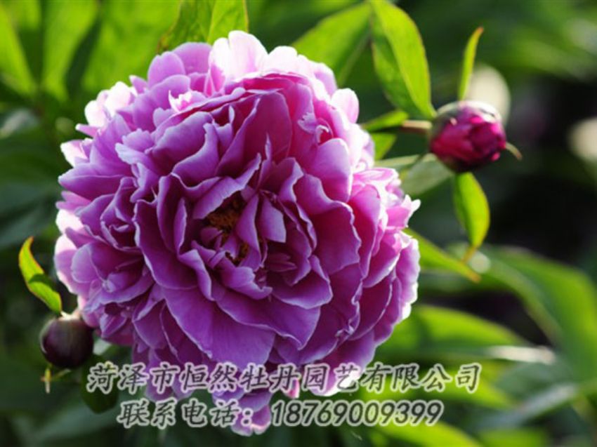 點(diǎn)擊查看詳細(xì)信息<br>標(biāo)題：紫色芍藥 閱讀次數(shù)：1398