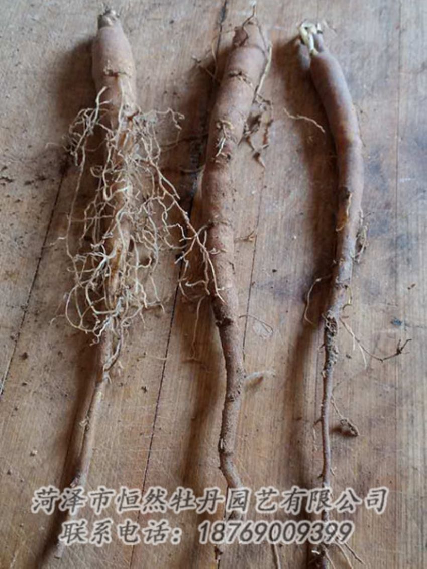 點擊查看詳細(xì)信息<br>標(biāo)題：一年芍藥苗 閱讀次數(shù)：1177