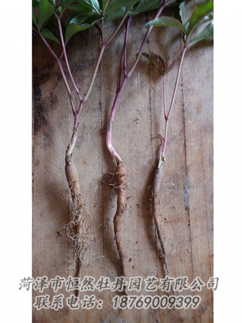 點擊查看詳細(xì)信息<br>標(biāo)題：一年芍藥苗 閱讀次數(shù)：1133