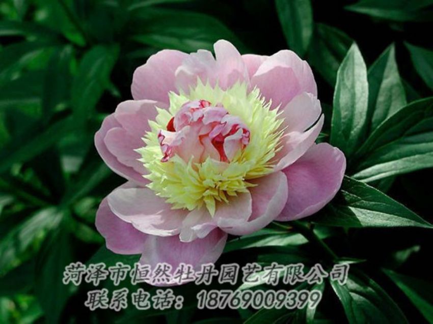 點(diǎn)擊查看詳細(xì)信息<br>標(biāo)題：復(fù)色芍藥 閱讀次數(shù)：1295