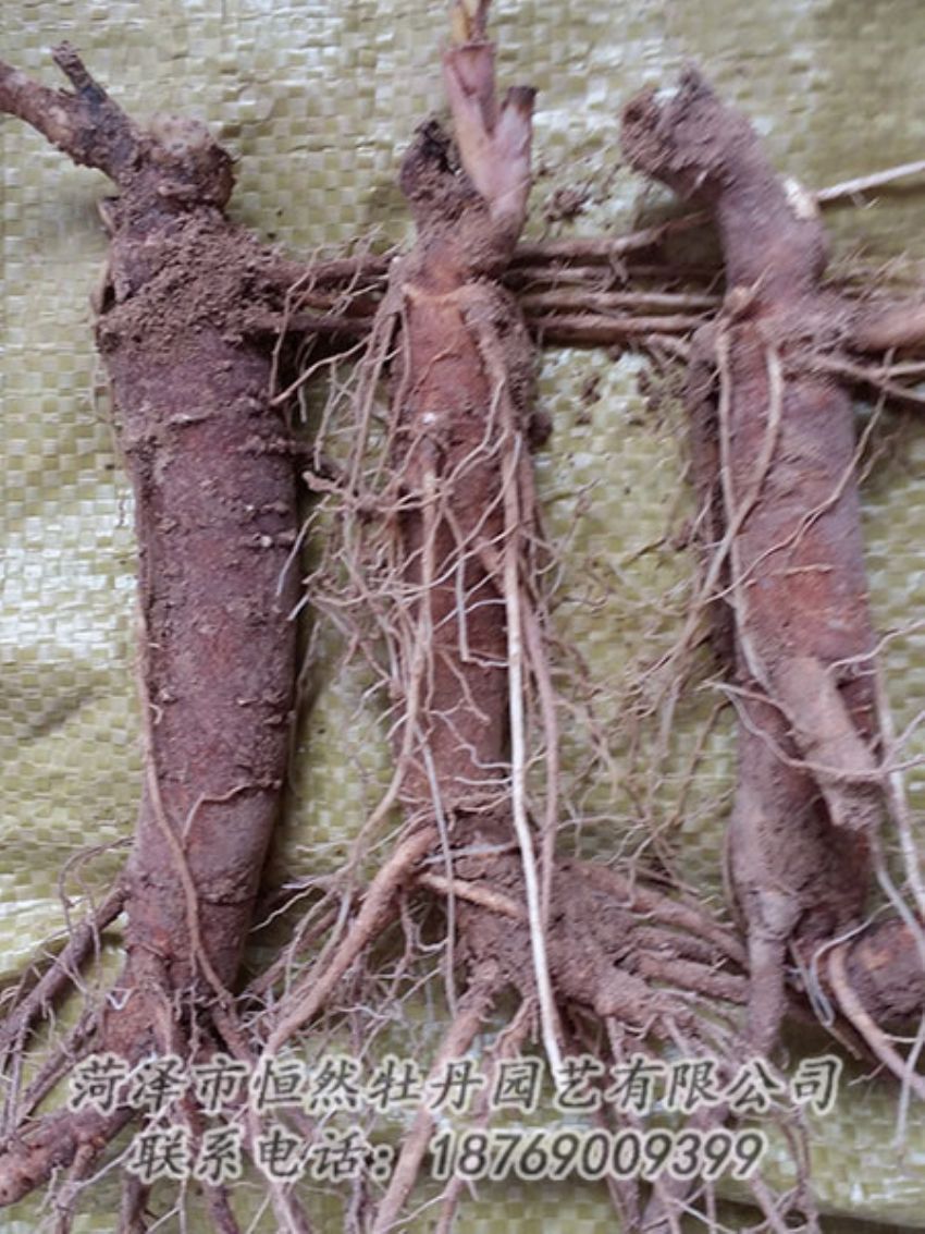 點擊查看詳細(xì)信息<br>標(biāo)題：二年芍藥苗 閱讀次數(shù)：1265