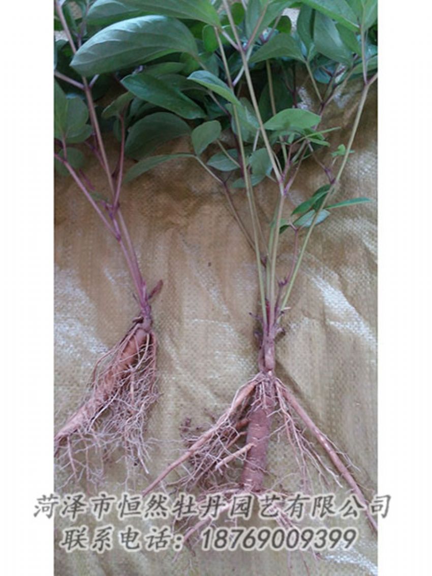 點擊查看詳細(xì)信息<br>標(biāo)題：二年芍藥苗 閱讀次數(shù)：1186