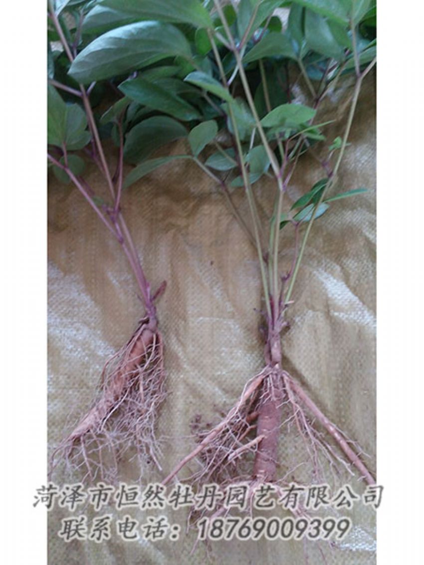 點擊查看詳細(xì)信息<br>標(biāo)題：二年芍藥苗 閱讀次數(shù)：1315