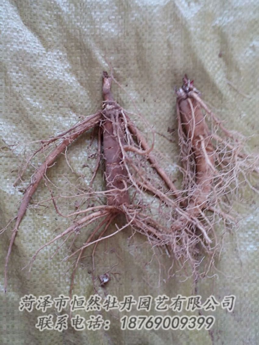 點擊查看詳細(xì)信息<br>標(biāo)題：二年芍藥苗 閱讀次數(shù)：1254