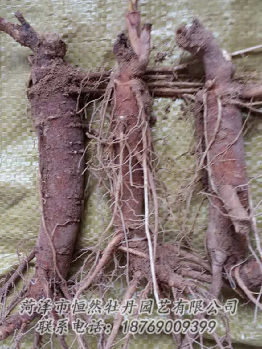 點擊查看詳細(xì)信息<br>標(biāo)題：二年芍藥苗 閱讀次數(shù)：1309