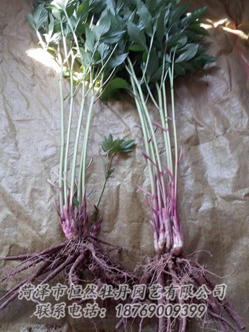 點擊查看詳細(xì)信息<br>標(biāo)題：二年芍藥苗 閱讀次數(shù)：1352