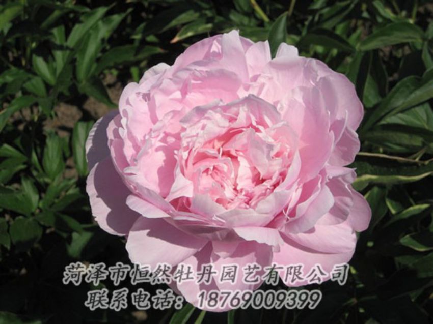 點(diǎn)擊查看詳細(xì)信息<br>標(biāo)題：藍(lán)田碧玉 閱讀次數(shù)：2272