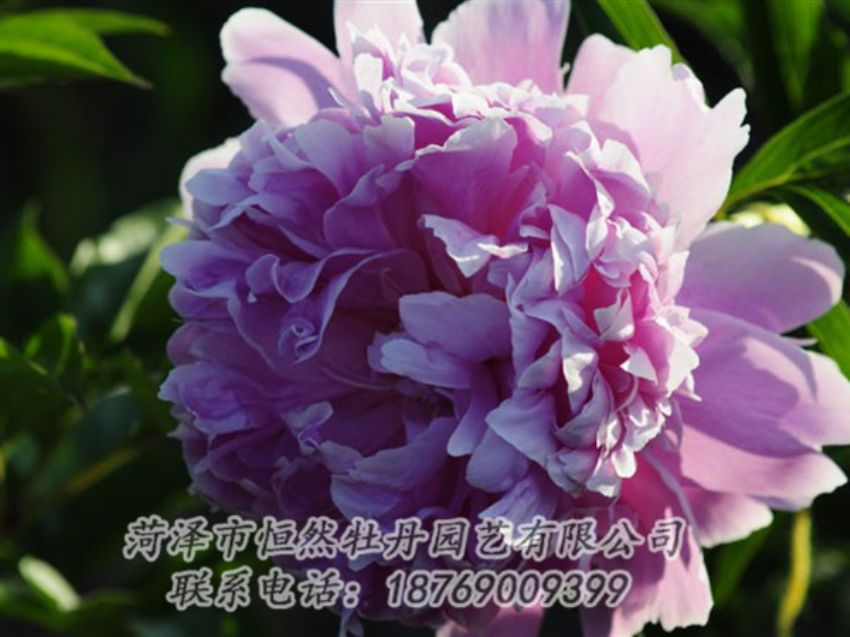 點(diǎn)擊查看詳細(xì)信息<br>標(biāo)題：藍(lán)菊 閱讀次數(shù)：1350