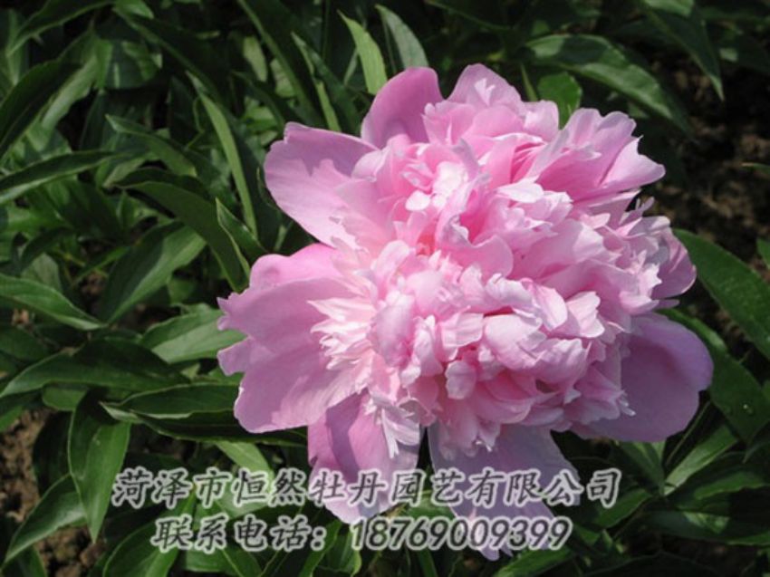 點(diǎn)擊查看詳細(xì)信息<br>標(biāo)題：富士山 閱讀次數(shù)：1280